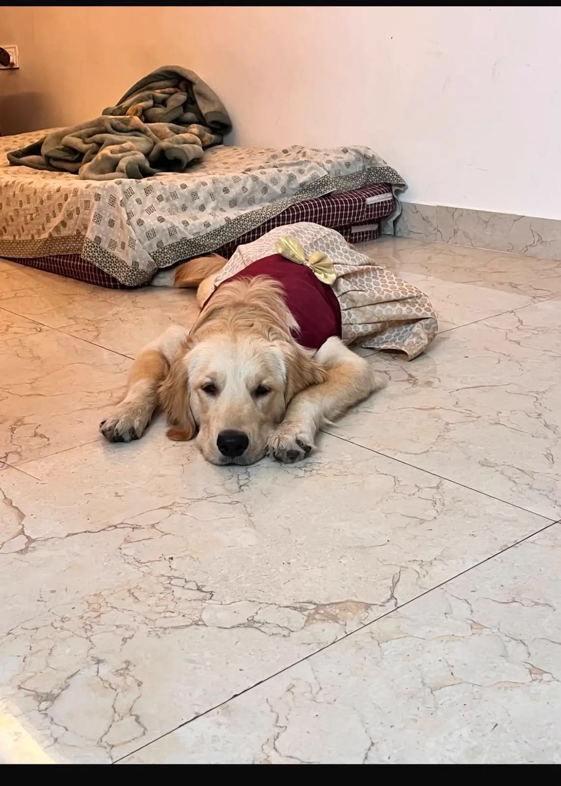 Winston the Golden Retriever